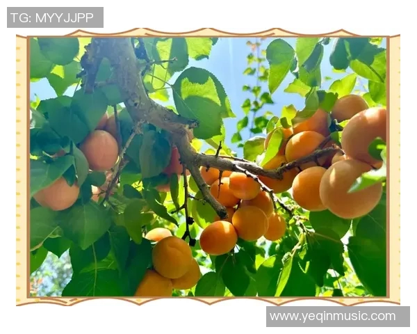 果园采摘乐趣体验:畅游丰收季节,品味自然的甘甜与欢愉